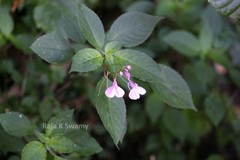 Impatiens maculata